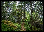 Niemcy, Park Narodowy, Las Bawarski, Dróżka, Mech