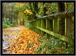 Park, Liście, Droga, Ogrodzenie, Jesień