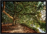 Park, Ścieżka, Staw, Pochylone, Drzewa
