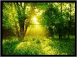 Park, Łąka, Promienie Słońca