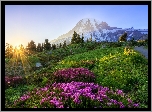 Park Narodowy Mount Rainier, Góra, Szczyt Mount Rainier, Stan Waszyngton, Stany Zjednoczone, Kwiaty, Łąka, Promienie słońca