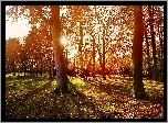 Park, Jesień, Promienie, Słońca