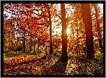 Park, Jesień, Promienie Słońca