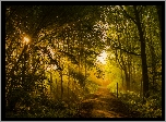 Park, Aleja, Latarnia, Przebijające, Promienie, Słońca