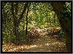 Park, Droga, Przebijające, Światło