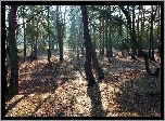 Park, Drzewa, Przebijające Światło
