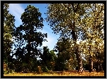Park, Jesienią, Przebijające, Światło