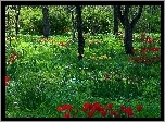 Park, Wiosna, Tulipany, Przebijające, Światło