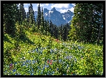 Park Narodowy Mount Rainier, Góry, Drzewa, Łąka, Kwiaty, Chmury, Stan Waszyngton, Stany Zjednoczone