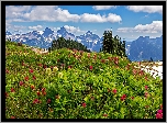 Stany Zjednoczone, Stan Waszyngton, Park Narodowy Mount Rainier, Góry, Łąka