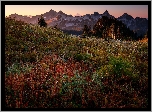 Park Narodowy Mount Rainier, Góry, Tatoosh Range, Łąka, Rośliny, Stan Waszyngton, Stany Zjednoczone