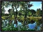 Park, Staw, Roślinność, Drzewa
