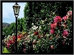 Park, Aleja, Róż, Latarnia