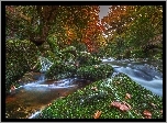 Park, Kamienie, Drzewa, Rzeczka, Liście