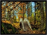 Park, Drzewa, Mostek, Rzeczka, Jesień