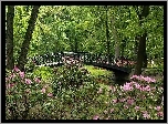 Park, Kwitnące, Rododendrony, Rzeczka, Mostek