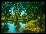 Rzeka, Park, Drzewa