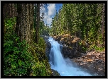 Stany Zjednoczone, Waszyngton, Park Narodowy Mount Rainier, Las, Wodospad, Silver Falls, Drzewa, Roślinność