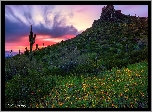 Stany Zjednoczone, Arizona, Park stanowy, Picacho Peak, Góra, Zachód słońca, Kaktusy, Kwiaty, Łąka
