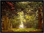 Park, Aleja, Drzew, Spacerująca, Para