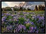 Góry, Łąka, Łubiny, Drzewa, Stratowulkan, Mount Rainier, Park Narodowy Mount Rainier, Stan Waszyngton, Stany Zjednoczone