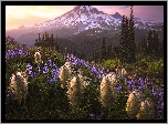 Park Narodowy Mount Rainier, Góry, Stratowulkan Mount Rainier, Drzewa, Łubin, Miądrzyga, Łąka, Stan Waszyngton, Stany Zjednoczone