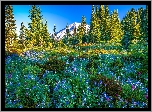 Park Narodowy Mount Rainier, Góry, Stratowulkan Mount Rainier, Drzewa, Świerki, Łąka, Kwiaty, Stan Waszyngton, Stany Zjednoczone