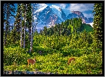 Park Narodowy Mount Rainier, Góry, Stratowulkan Mount Rainier, Drzewa, Sarny, Chmury, Stan Waszyngton, Stany Zjednoczone