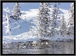 Stany Zjednoczone, Stan Wyoming, Park Narodowy Yellowstone, Rzeka Madison, Łabędzie, Łabędź trębacz, Zima, Drzewa