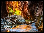 Park Narodowy Zion, Kanion Zion Narrows, Skały, Kamienie, Rzeka Virgin River, Drzewa, Stan Utah, Stany Zjednoczone