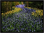Park, Drzewa, Kwiaty, Szafirki, Tulipany