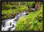 Szkocja, Park Narodowy Cairngorms, Rzeka, Las, Kamienie, Trawa
