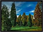 Park, Zielona, Trawa, Drzewka