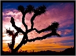 Stany Zjednoczone, Stan Kalifornia, Park Narodowy Joshua Tree, Drzewo Jozuego, Jukka krótkolistna