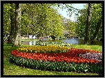 Park, Rzeczka, Kwitnące, Tulipany, Spacerowicze