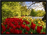 Park, Tulipany