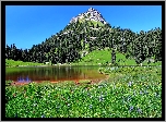 Stany Zjednoczone, Stan Waszyngton, Park Narodowy Mount Rainier, Jezioro Tipsoo, Łąka
