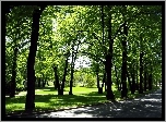 Park, Alejki, Ulica, Przebijające, Światło, Cienie