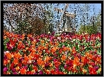 Park, Tulipany, Wiatrak, Lisse