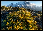 Stany Zjednoczone, Waszyngton, Park Narodowy Mount Rainier, Góra, Szlak Widokowy Mount Fremont, Kwiaty