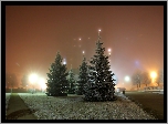 Park, Noc, Świerki, Mgła