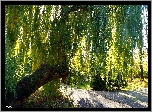 Park, Drzewa, Wierzba, Alejka
