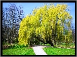 Park, Wierzba