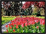 Wiosna, Park, Kwitnące, Drzewa, Tulipany, Przebijające, Światło