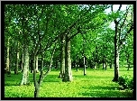 Park, Wiosną