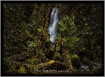 Wodospad, Las, Drzewa, Roślinność, Paprocie, Park Narodowy Olympic, Stan Waszyngton, Stany Zjednoczone