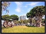 Park, Miejski, Zabudowania, Drzewa