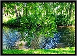 Park, Staw, Woda, Gałęzie, Zieleń, Drzewa