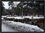 Zima, Park, Staw