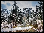 Stany Zjednoczone, Stan Kalifornia, Park Narodowy Yosemite, Zima, Rzeka, Góry, Świerki